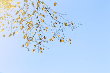 Trees with yellow leaves in autumn. Change of seasons..