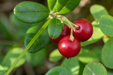 healthy, eco-friendly, natural, red cranberries with bushes, plants in the forest in summer,autumn with texture
