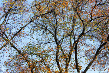 Trees with yellow leaves in autumn. Change of seasons..