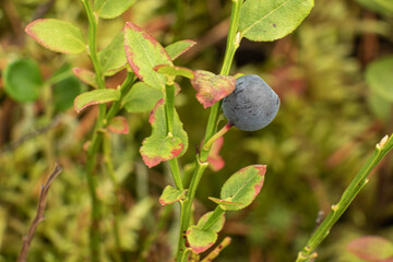 healthy, natural,eco-friendly blueberries with bushes,plants, moss in the forest in summer and autumn
