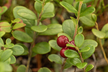 healthy, eco-friendly, natural, red cranberries with bushes, plants in the forest in summer,autumn with texture
