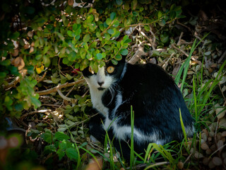 Gato en Arbusto 1
