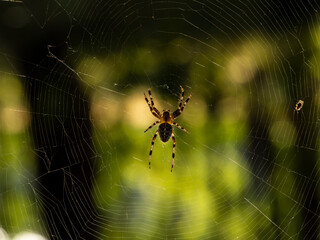 Spider on spiderweb close up