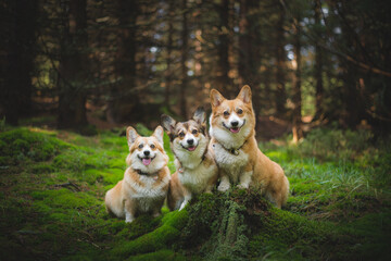 Naklejka na ściany i meble Three happy sitting welsh corgi pembroke dogs in the forest