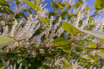 Itea virginica shrub in autumn. A flowering ornamental shrub with white flowers.