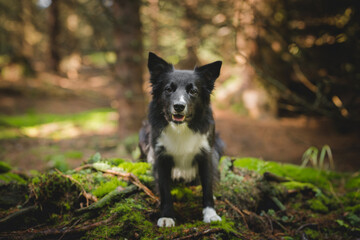 Black and white border collie in a forest portrait