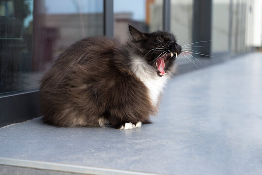 Black and white persian cat sitting on a porch jawning closeup