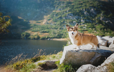 Fototapeta na wymiar Welsh corgi pembroke dog in the mountains
