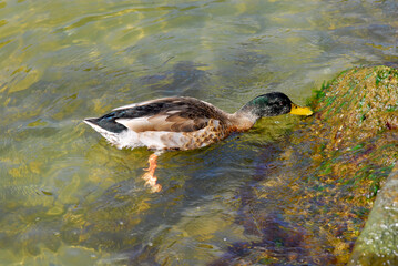 Ducks feed on underwater plant life in the Patuxent River on Solomons Island, Maryland.