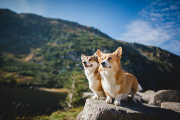 Welsh corgi pembroke dogs in the mountains