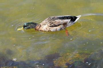 Ducks feed on underwater plant life in the Patuxent River on Solomons Island, Maryland.