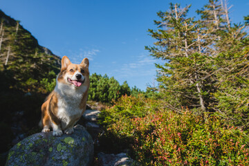 Welsh corgi pembroke dog in the mountains