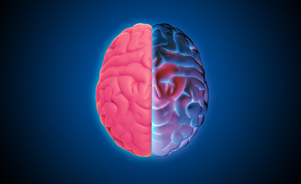 3D rendering brain top view pink on left and multi color purple on right