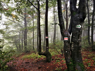 Autumn in the Bieszczady Mountains. Hazy autumn forest. Colorful leaves on the mountain trail.