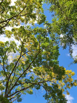 Autumn trees