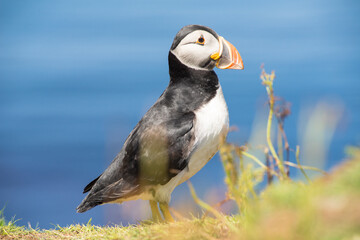 Atlantic puffins, the common puffin, seabird in the auk family, on the Treshnish Isles in Scotland UK