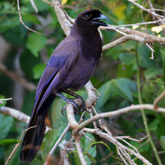 Purplish Jay (Cyanocorax cyanomelas) perched on a branch in the Brazilian Pantanal.