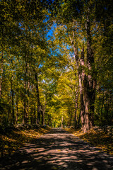 Fototapeta premium autumn in the forest