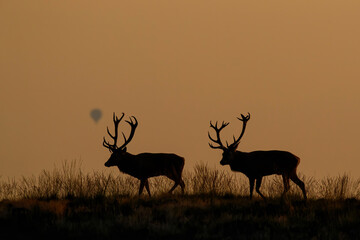 Red deer stags walking at sunset in the rutting season in Hoge Veluwe National Park in the Netherlands