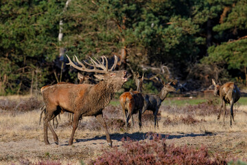 Naklejka na ściany i meble Red deer stag,Cervus elaphus, trying to get attention of the females in the forest in the rutting season in Hoge Veluwe National Park in the Netherlands