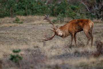 Red deer stag,Cervus elaphus,   trying to get attention of the females in the forest in the rutting season in Hoge Veluwe National Park in the Netherlands