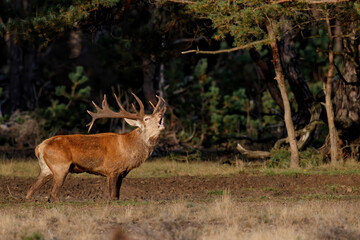 Red deer stag,Cervus elaphus,   bellowing on a field with heather in the forest in the rutting...