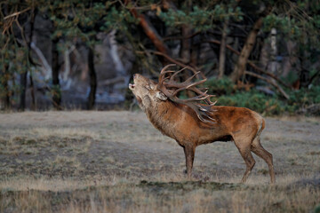 Red deer stag,Cervus elaphus,   bellowing on a field with heather in the forest in the rutting season in Hoge Veluwe National Park in the Netherlands