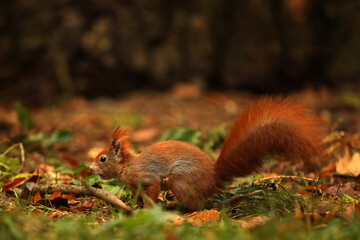 Naklejka na ściany i meble The red squirrel or Eurasian red sguirrel, Sciurus vulgaris, sitting in the scandinavian forest. Squirrel in a typical environment.