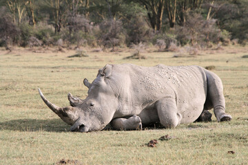 Fototapeta premium Sleeping white rhinoceros, Ceratotherium simum