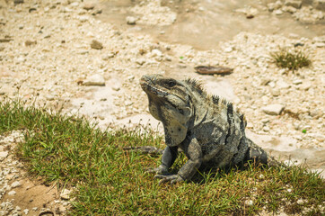 Iguana in the sun on the beach of Isla Mujeres, Cancun island in Mexico.