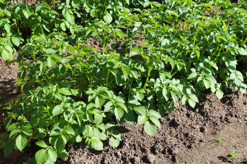Potato beds in the garden. Close-up. Background.