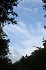 Blue sky with white clouds in a frame of silhouettes of leaves and branches