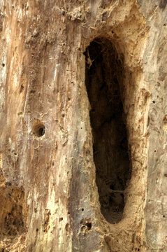 Drillings of woodpeckers in tree stump in Baar, Switzerland