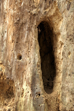 Drillings of woodpeckers in tree stump in Baar, Switzerland