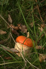 Decorative pumpkin with an orange cap similar to an acorn or mushroom