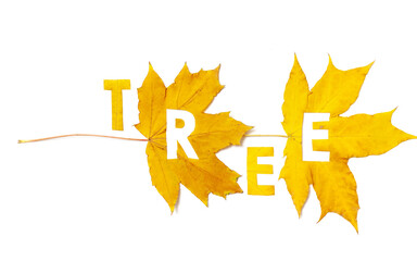Tree. Letters carved from wedge leaves