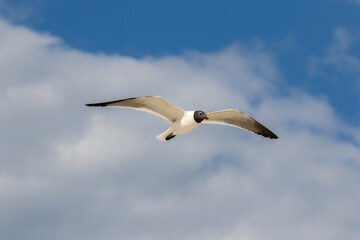 A laughing gull in flight against a blue sky at the beach at St Augustine, Florida