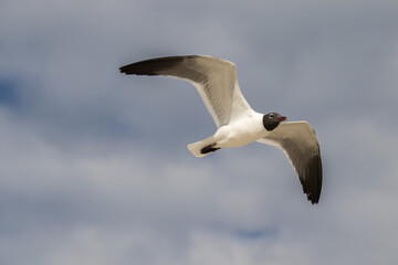 A laughing gull in flight against a blue sky at the beach at St Augustine, Florida