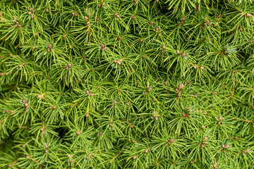 Background of many coniferous juniper branches with green needles