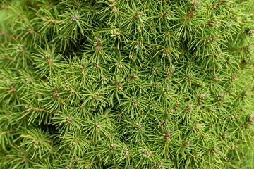 Background of many coniferous juniper branches with green needles
