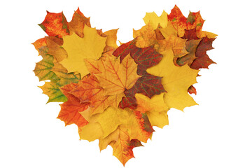 Beautiful heart of maple autumn leaves in different colors on a white background