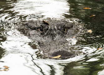 Naklejka premium a portrait of an american alligator swimming in a pond near St Augustine Florida.