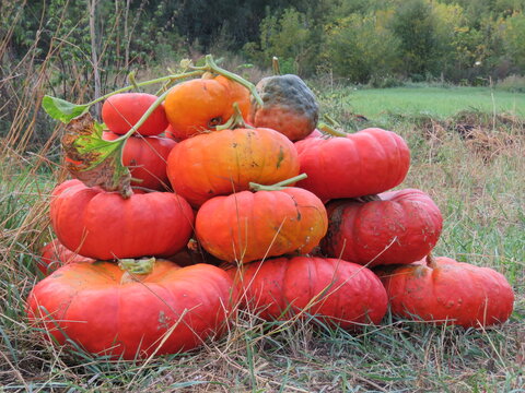 pumpkin on the grass