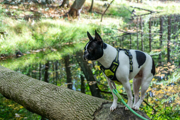 Boston terrier standing and posing on a bark of a tree in the forest