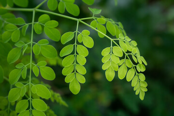 Natural Green Moringa leaves in the Garden, green background. Moringa, leaves (Moringa oleifera Lamk.)