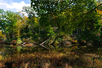 View of forest in fall season with reflection of trees in the wetland swamp