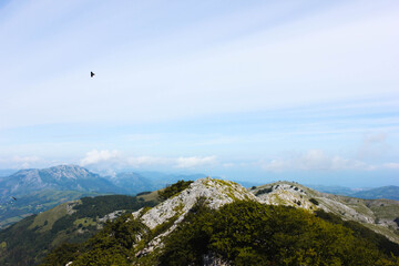 Bird flying over the mountains in the sky