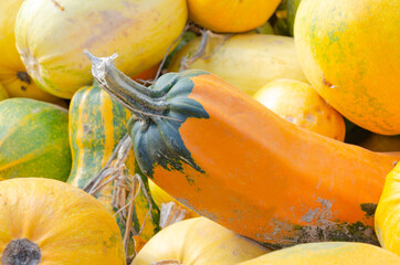Pumpkins grown on the territories of the post Soviet Union