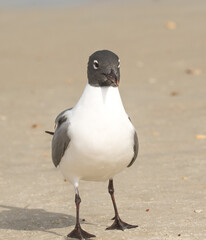 A laughing gull on the beach and at St Augustine, Florida.