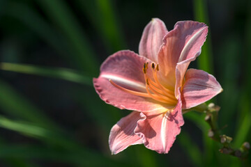 Delicate pink flower of garden lily on a green background. Removed with selective focus. Close-up.